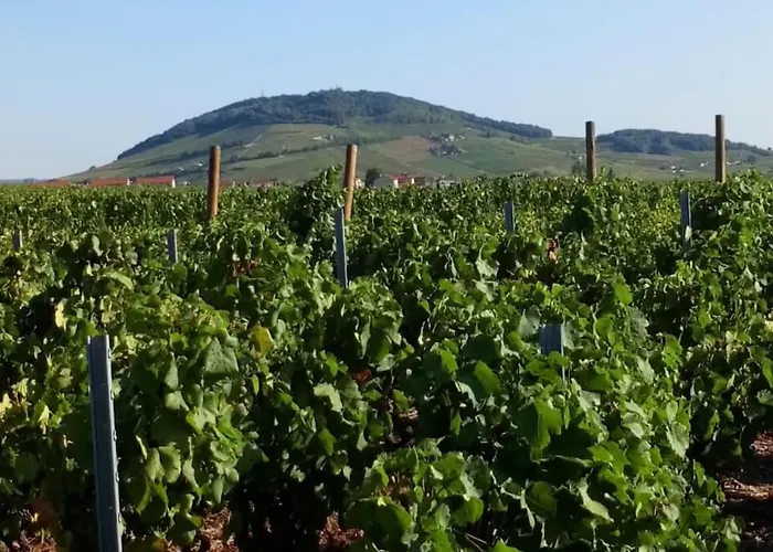 Maison Entiere Au Coeur Des Vignes Des Trois Bacchantes !