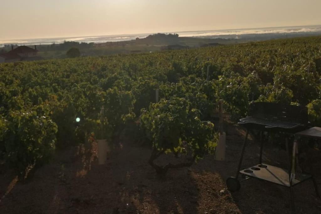 Maison Entiere Au Coeur Des Vignes Des Trois Bacchantes ! *